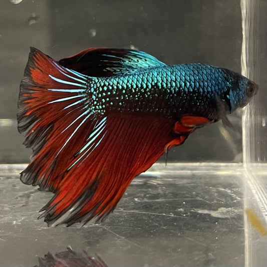 the-fish-farm Male Betta Male Betta - One Only - 20 Choose your favourite Male Betta from The Fish Farm Australia