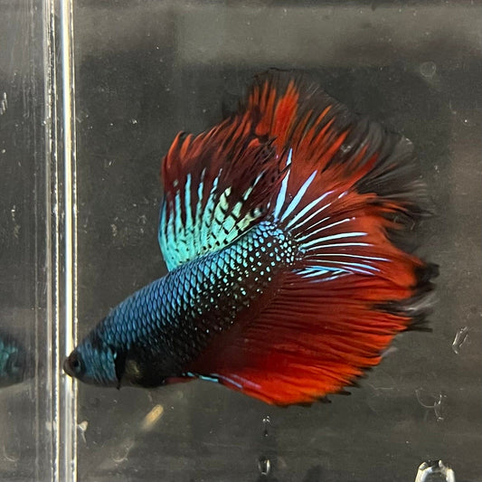 the-fish-farm Male Betta Male Betta - One Only - 20 Choose your favourite Male Betta from The Fish Farm Australia