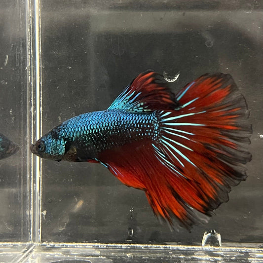 the-fish-farm Male Betta Male Betta - One Only - 20 Choose your favourite Male Betta from The Fish Farm Australia