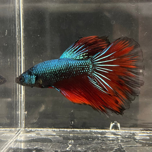 the-fish-farm Male Betta Male Betta - One Only - 20 Choose your favourite Male Betta from The Fish Farm Australia