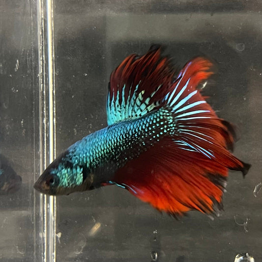 the-fish-farm Male Betta Male Betta - One Only - 20 Choose your favourite Male Betta from The Fish Farm Australia