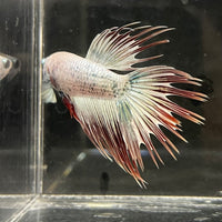 the-fish-farm Male Betta Male Betta - One Only - 20 Choose your favourite Male Betta from The Fish Farm Australia