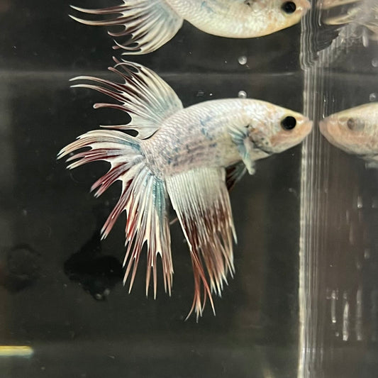 the-fish-farm Male Betta Male Betta - One Only - 20 Choose your favourite Male Betta from The Fish Farm Australia