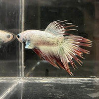 the-fish-farm Male Betta Male Betta - One Only - 20 Choose your favourite Male Betta from The Fish Farm Australia