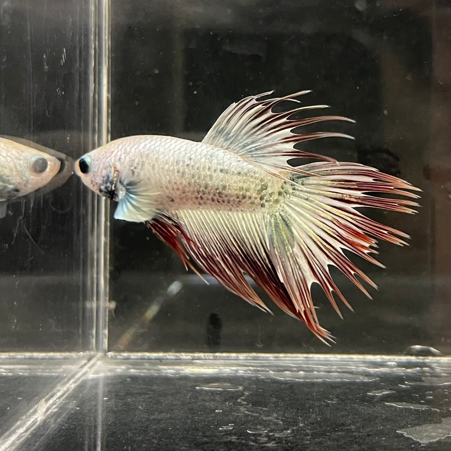 the-fish-farm Male Betta Male Betta - One Only - 20 Choose your favourite Male Betta from The Fish Farm Australia