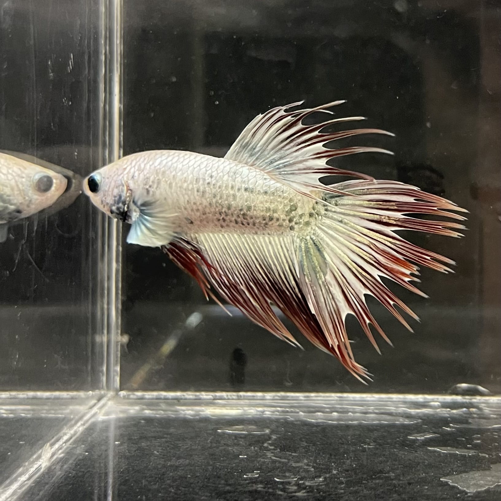 the-fish-farm Male Betta Male Betta - One Only - 20 Choose your favourite Male Betta from The Fish Farm Australia