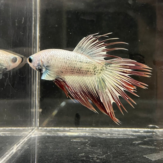 the-fish-farm Male Betta Male Betta - One Only - 20 Choose your favourite Male Betta from The Fish Farm Australia