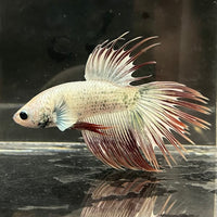 the-fish-farm Male Betta Male Betta - One Only - 20 Choose your favourite Male Betta from The Fish Farm Australia