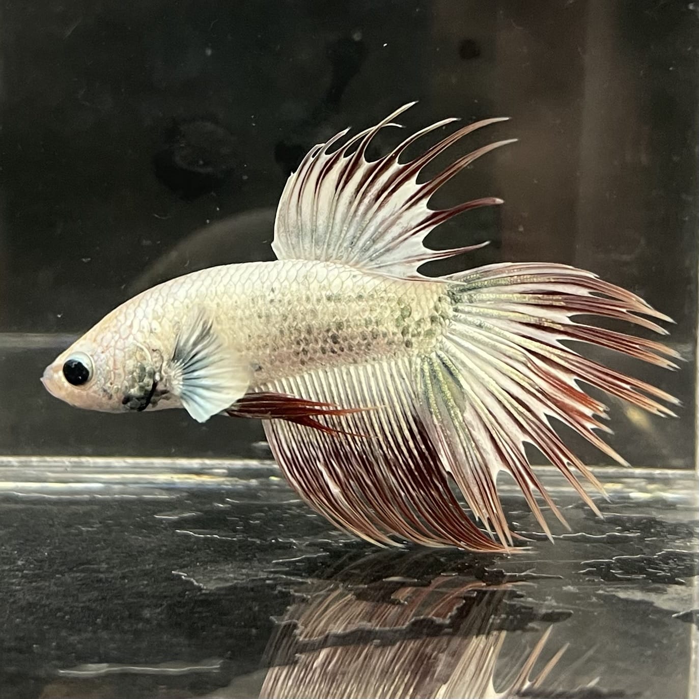 the-fish-farm Male Betta Male Betta - One Only - 20 Choose your favourite Male Betta from The Fish Farm Australia