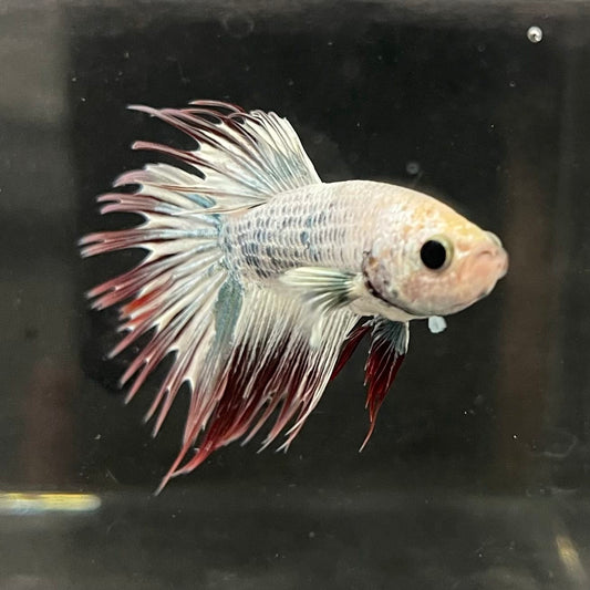 the-fish-farm Male Betta Male Betta - One Only - 20 Choose your favourite Male Betta from The Fish Farm Australia