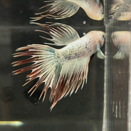 the-fish-farm Male Betta Male Betta - One Only - 20 Choose your favourite Male Betta from The Fish Farm Australia