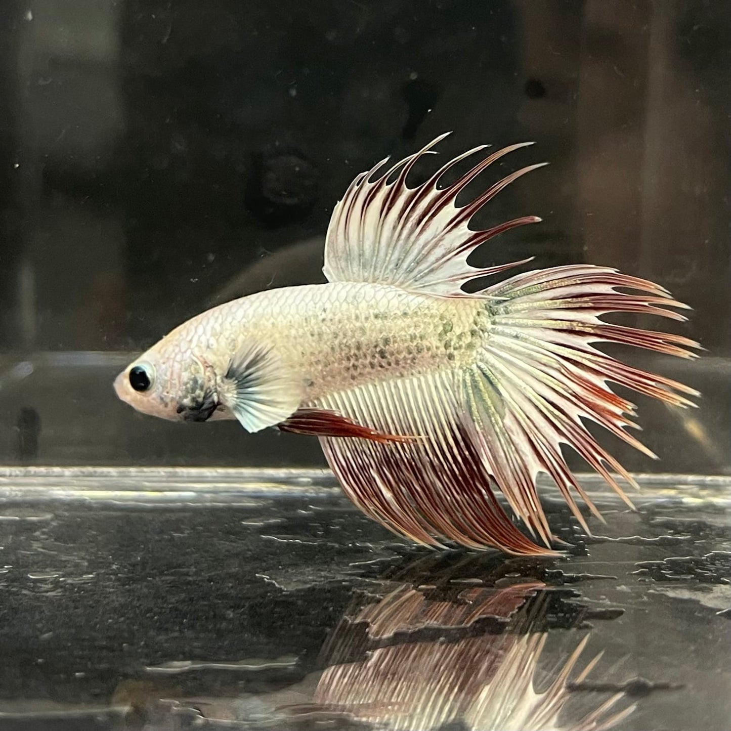 the-fish-farm Male Betta Male Betta - One Only - 20 Choose your favourite Male Betta from The Fish Farm Australia