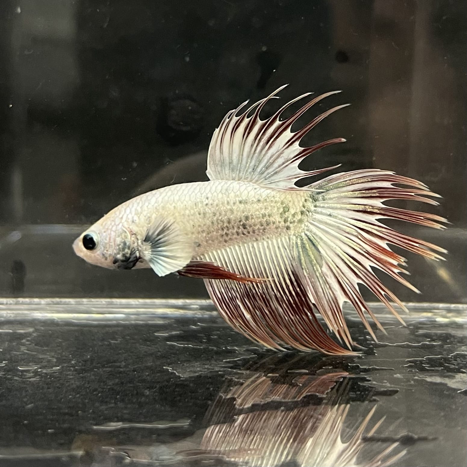 the-fish-farm Male Betta Male Betta - One Only - 20 Choose your favourite Male Betta from The Fish Farm Australia