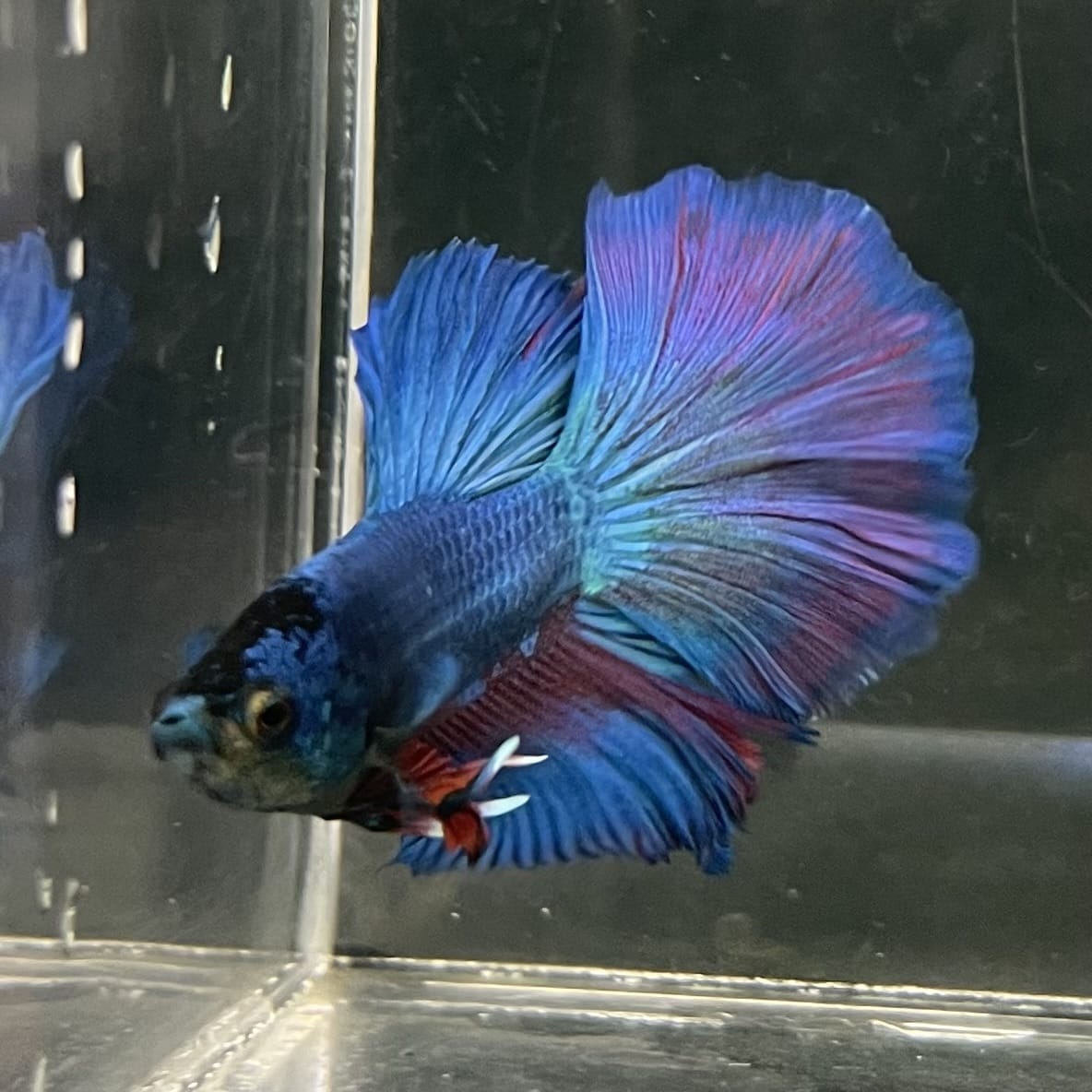 the-fish-farm Male Betta Male Betta - One Only - 20 Choose your favourite Male Betta from The Fish Farm Australia
