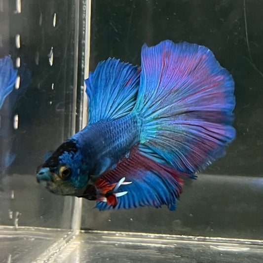 the-fish-farm Male Betta Male Betta - One Only - 20 Choose your favourite Male Betta from The Fish Farm Australia