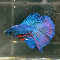 the-fish-farm Male Betta Male Betta - One Only - 20 Choose your favourite Male Betta from The Fish Farm Australia
