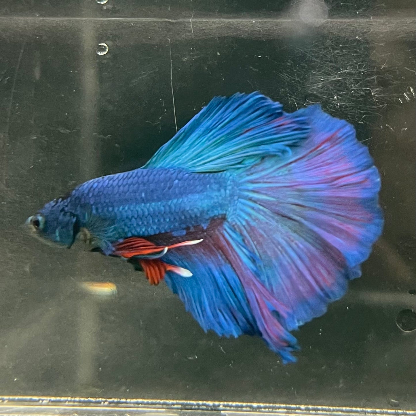 the-fish-farm Male Betta Male Betta - One Only - 20 Choose your favourite Male Betta from The Fish Farm Australia