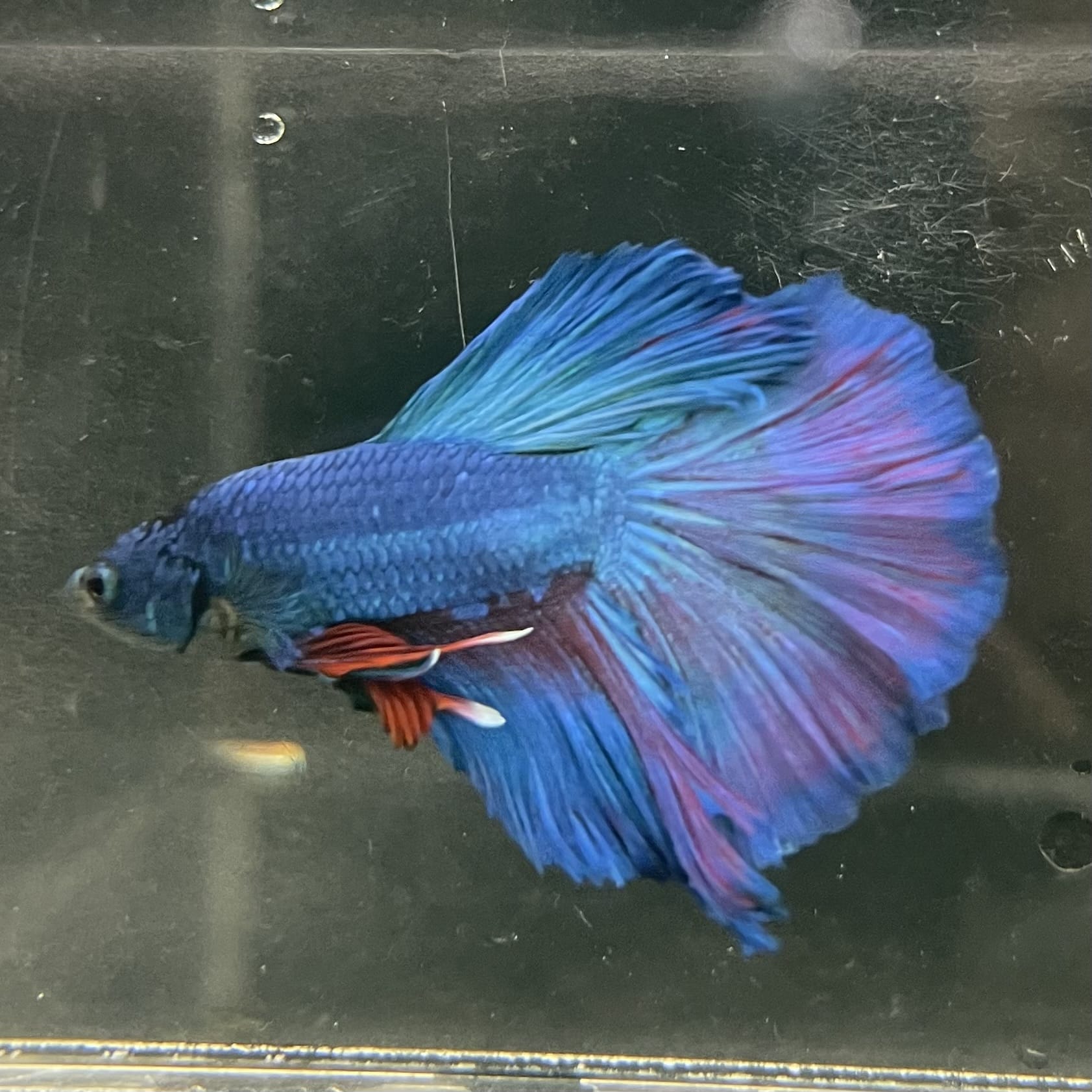 the-fish-farm Male Betta Male Betta - One Only - 20 Choose your favourite Male Betta from The Fish Farm Australia