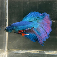 the-fish-farm Male Betta Male Betta - One Only - 20 Choose your favourite Male Betta from The Fish Farm Australia