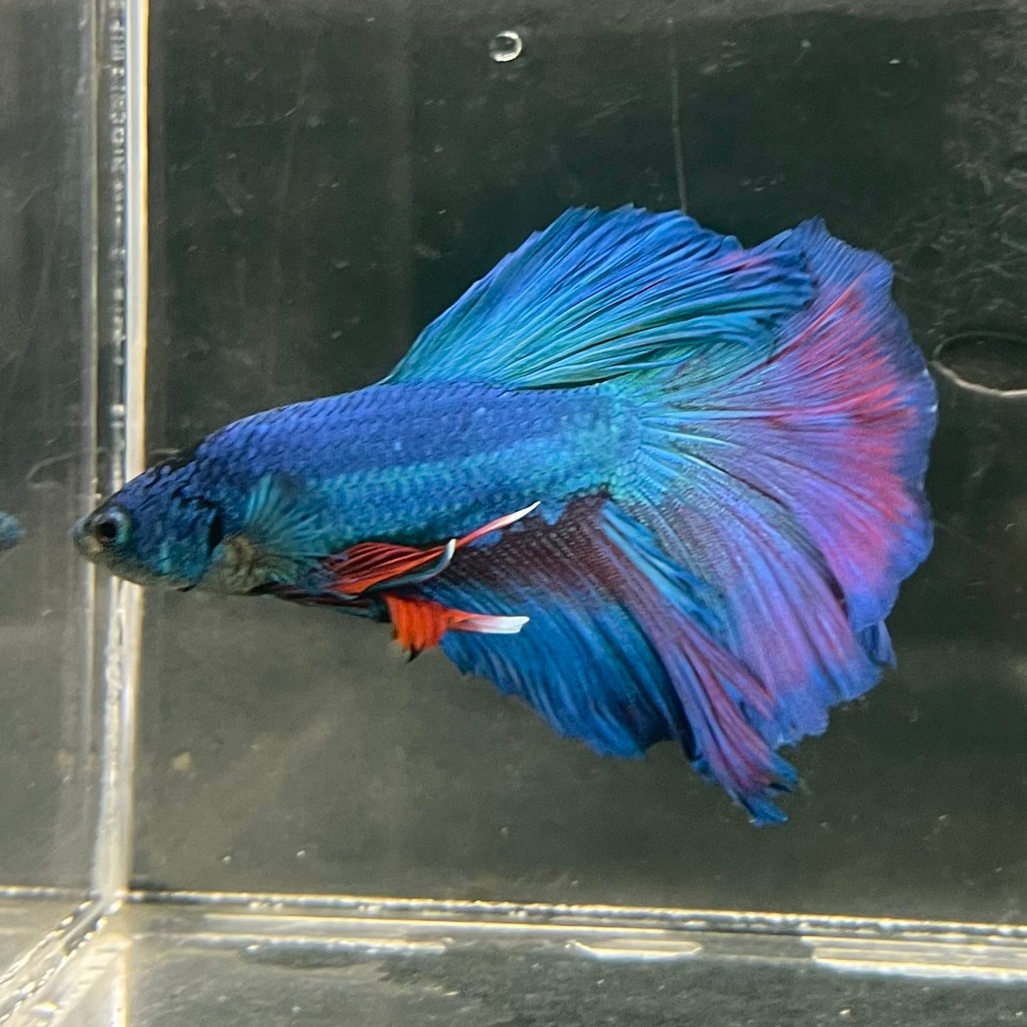 the-fish-farm Male Betta Male Betta - One Only - 20 Choose your favourite Male Betta from The Fish Farm Australia