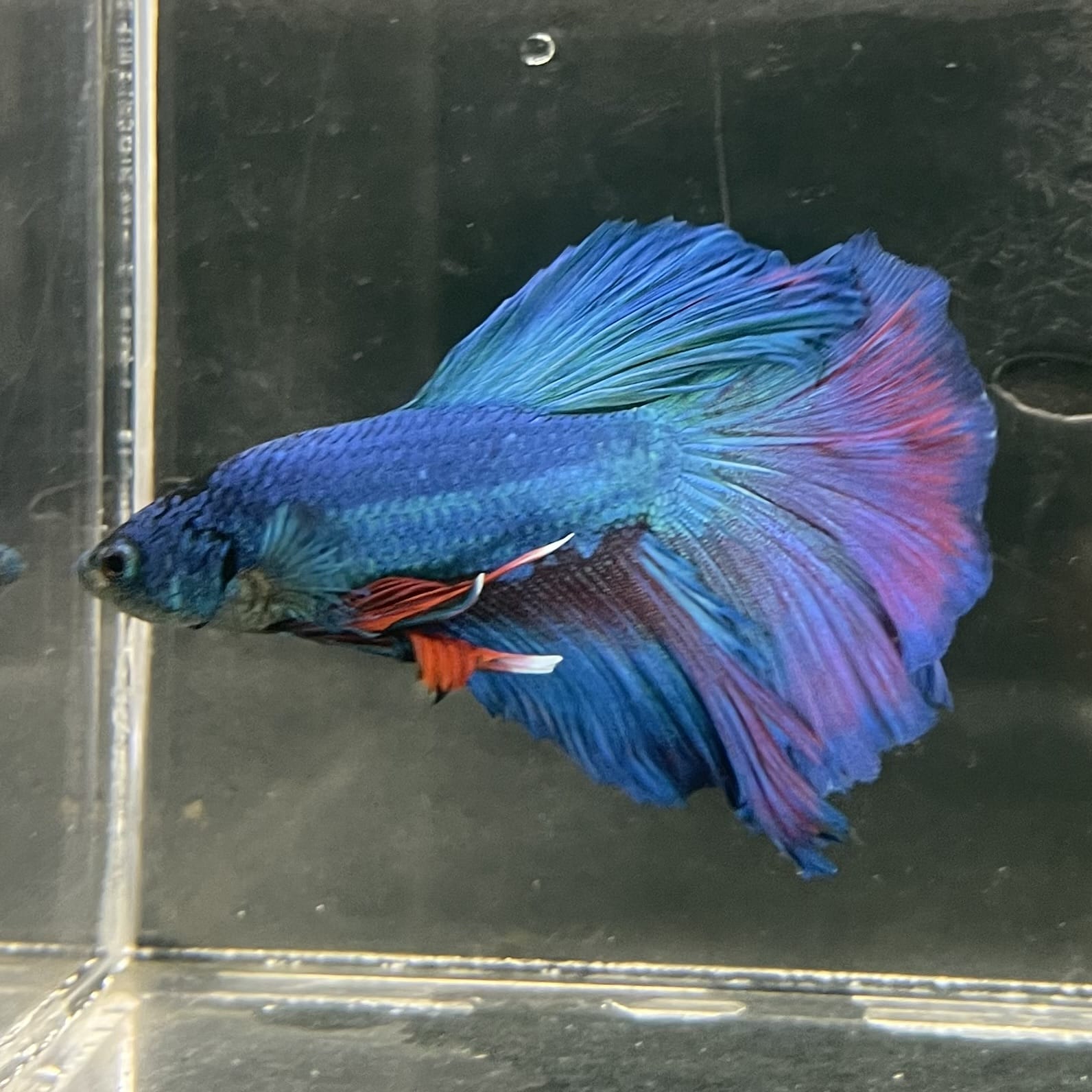the-fish-farm Male Betta Male Betta - One Only - 20 Choose your favourite Male Betta from The Fish Farm Australia