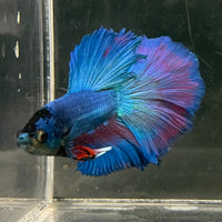 the-fish-farm Male Betta Male Betta - One Only - 20 Choose your favourite Male Betta from The Fish Farm Australia