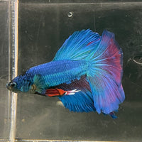 the-fish-farm Male Betta Male Betta - One Only - 20 Choose your favourite Male Betta from The Fish Farm Australia
