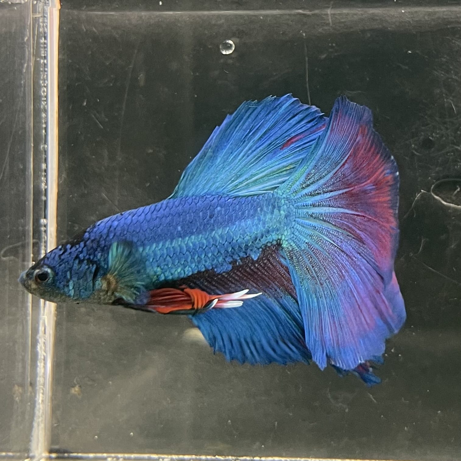the-fish-farm Male Betta Male Betta - One Only - 20 Choose your favourite Male Betta from The Fish Farm Australia