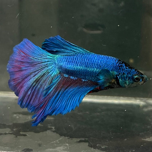 the-fish-farm Male Betta Male Betta - One Only - 20 Choose your favourite Male Betta from The Fish Farm Australia