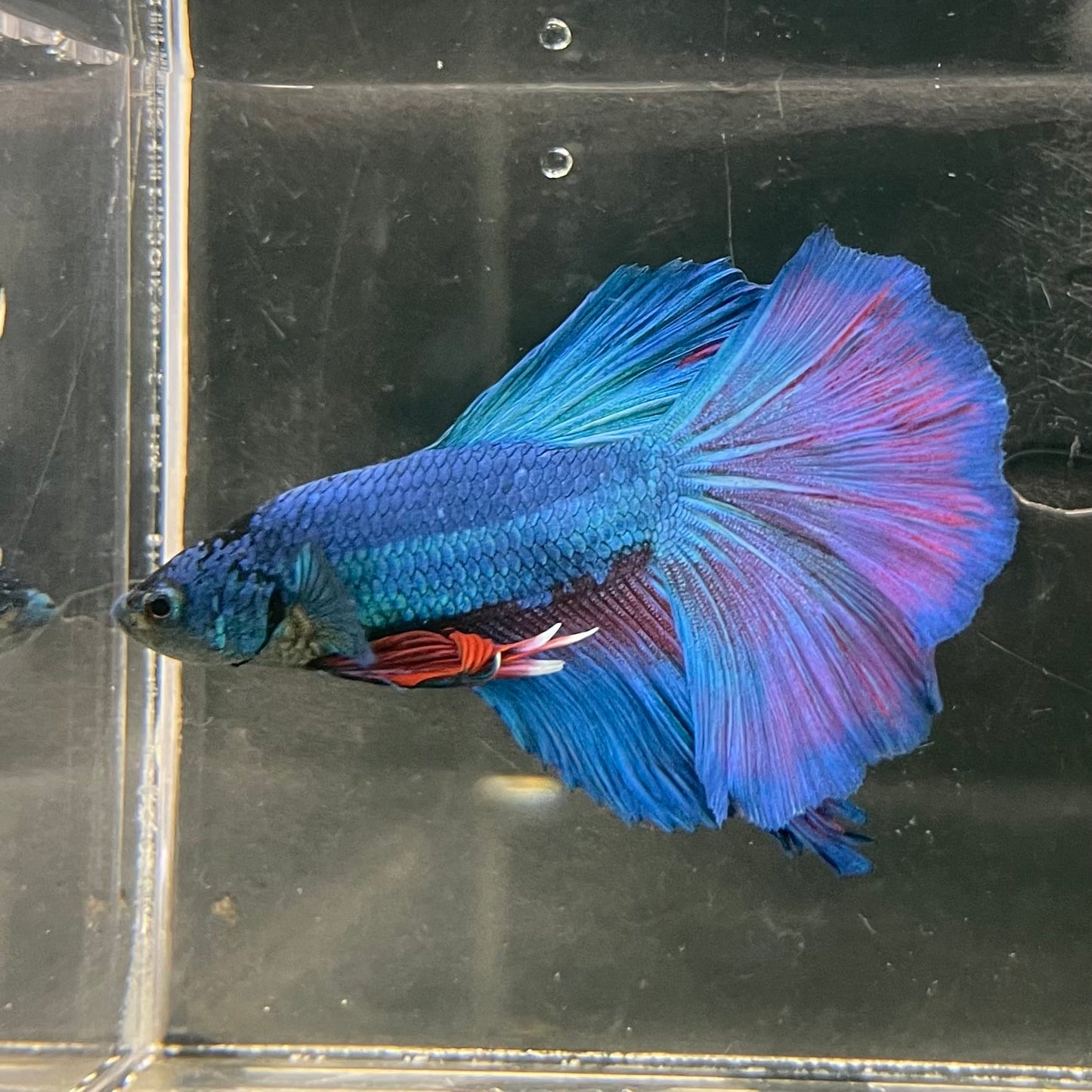 the-fish-farm Male Betta Male Betta - One Only - 20 Choose your favourite Male Betta from The Fish Farm Australia