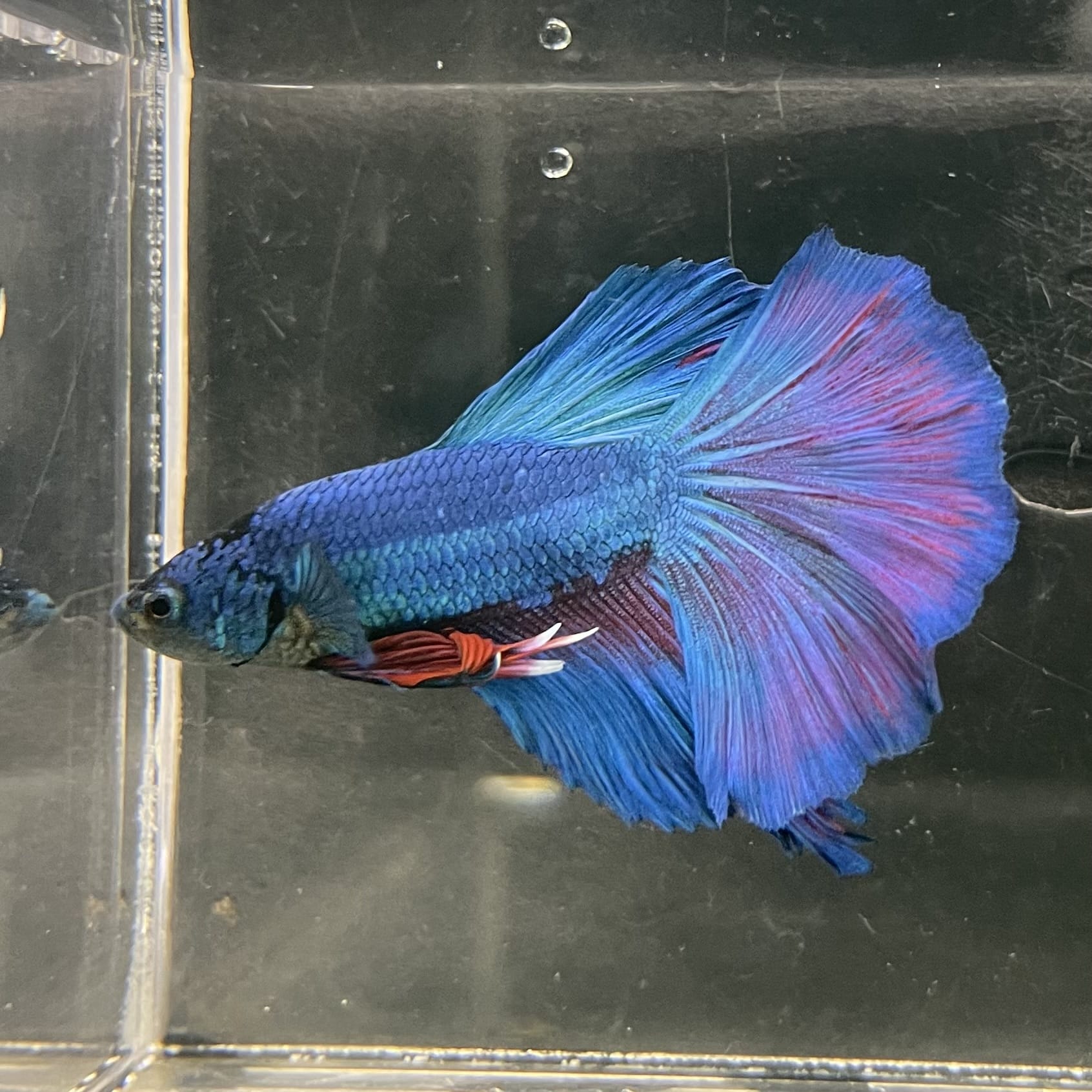 the-fish-farm Male Betta Male Betta - One Only - 20 Choose your favourite Male Betta from The Fish Farm Australia