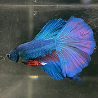 the-fish-farm Male Betta Male Betta - One Only - 20 Choose your favourite Male Betta from The Fish Farm Australia