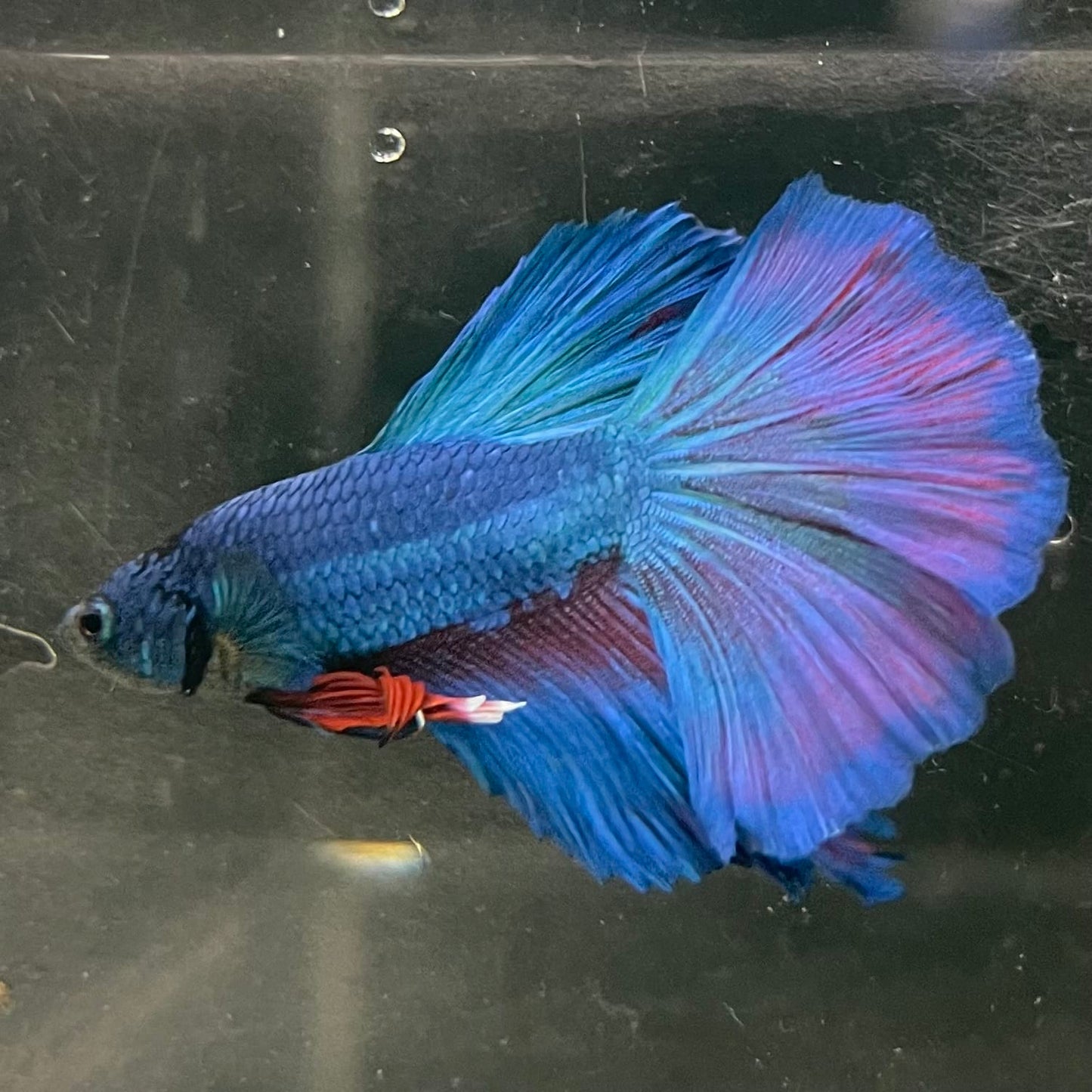 the-fish-farm Male Betta Male Betta - One Only - 20 Choose your favourite Male Betta from The Fish Farm Australia