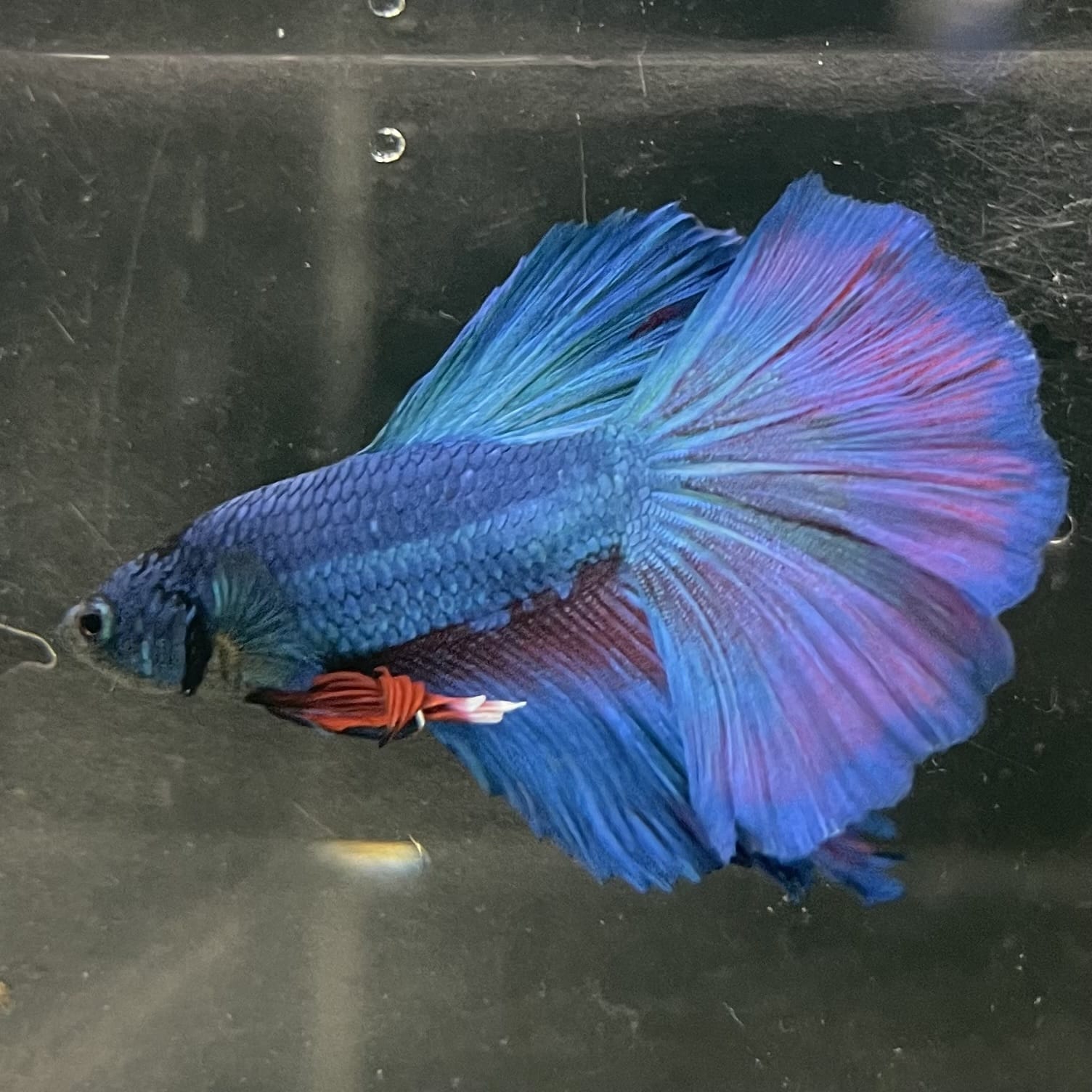 the-fish-farm Male Betta Male Betta - One Only - 20 Choose your favourite Male Betta from The Fish Farm Australia