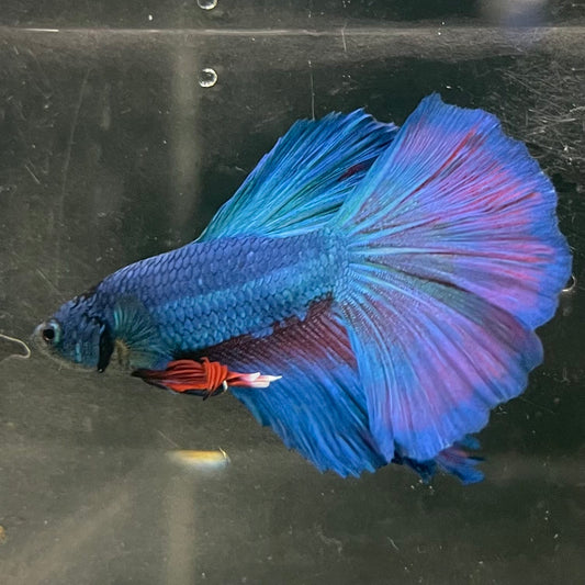 the-fish-farm Male Betta Male Betta - One Only - 20 Choose your favourite Male Betta from The Fish Farm Australia