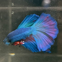 the-fish-farm Male Betta Male Betta - One Only - 20 Choose your favourite Male Betta from The Fish Farm Australia