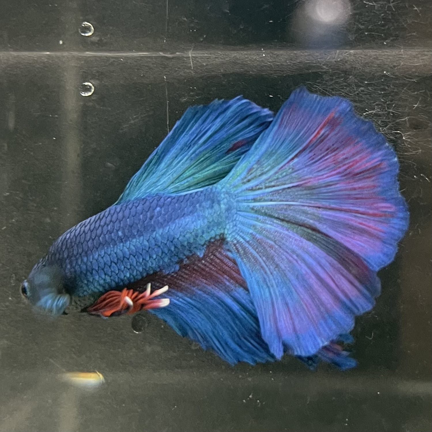 the-fish-farm Male Betta Male Betta - One Only - 20 Choose your favourite Male Betta from The Fish Farm Australia