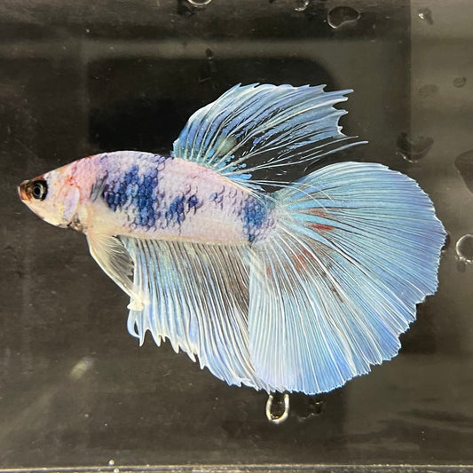 the-fish-farm Male Betta Male Betta - One Only - 20 Choose your favourite Male Betta from The Fish Farm Australia