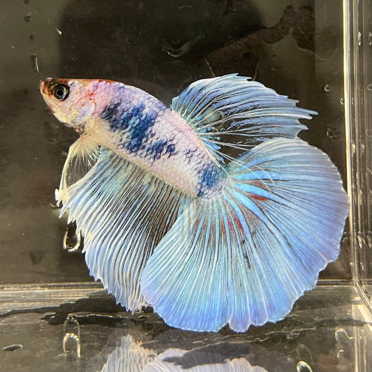 the-fish-farm Male Betta Male Betta - One Only - 20 Choose your favourite Male Betta from The Fish Farm Australia