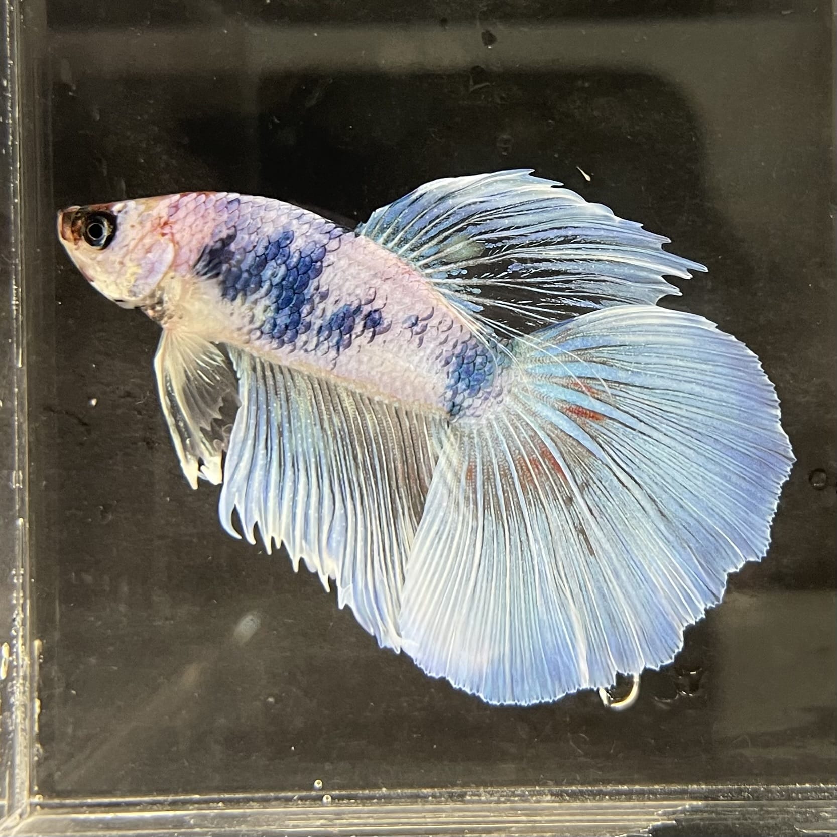 the-fish-farm Male Betta Male Betta - One Only - 20 Choose your favourite Male Betta from The Fish Farm Australia
