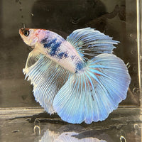 the-fish-farm Male Betta Male Betta - One Only - 20 Choose your favourite Male Betta from The Fish Farm Australia