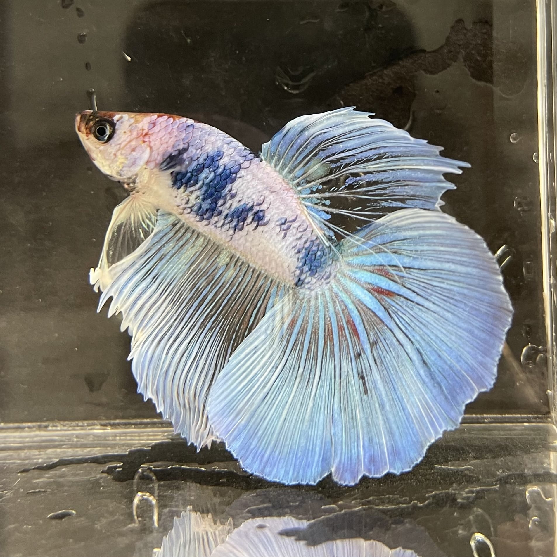 the-fish-farm Male Betta Male Betta - One Only - 20 Choose your favourite Male Betta from The Fish Farm Australia