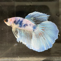 the-fish-farm Male Betta Male Betta - One Only - 20 Choose your favourite Male Betta from The Fish Farm Australia