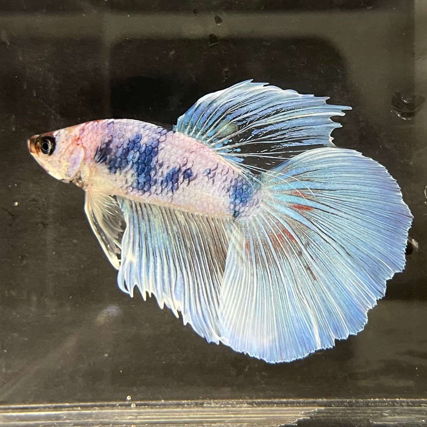 the-fish-farm Male Betta Male Betta - One Only - 20 Choose your favourite Male Betta from The Fish Farm Australia