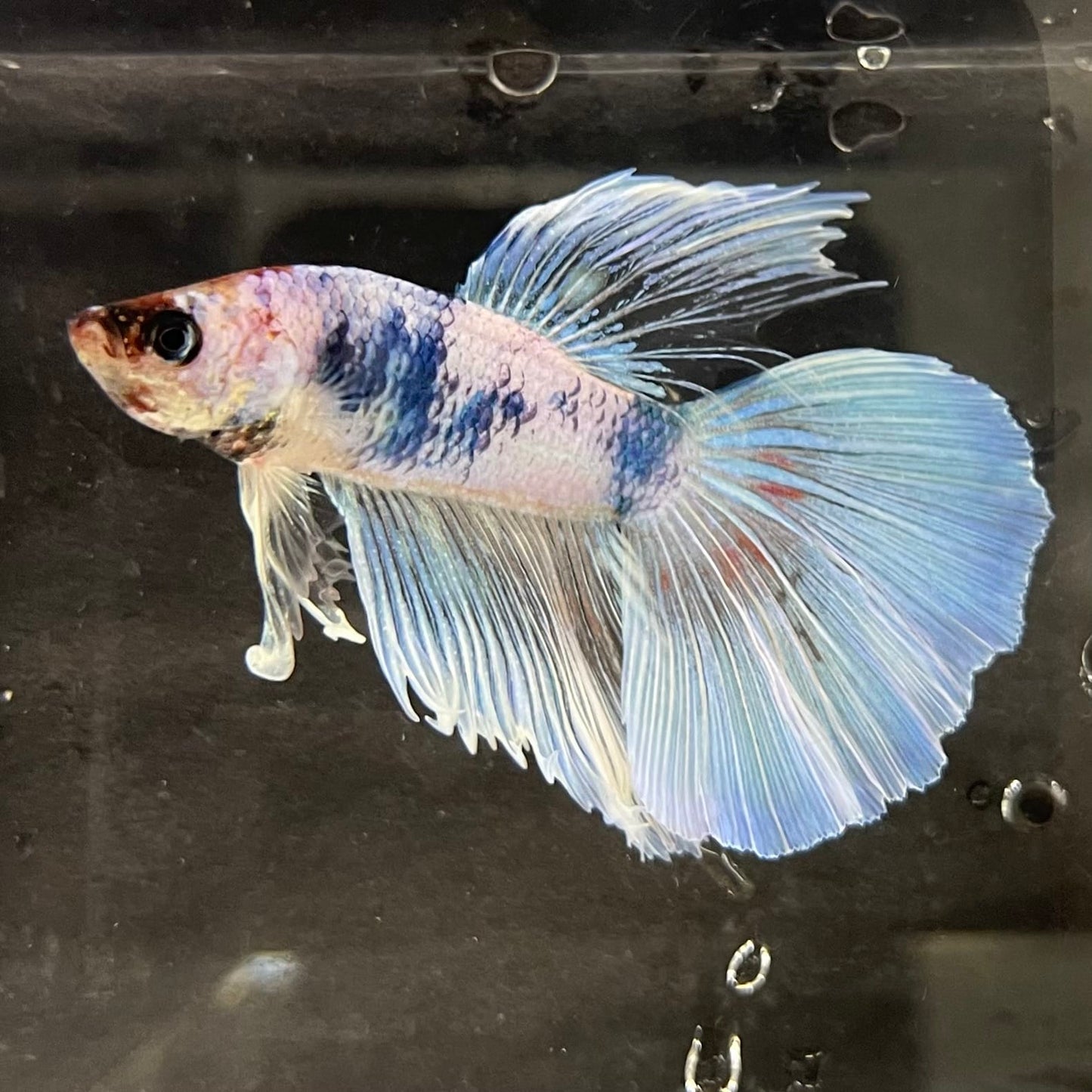 the-fish-farm Male Betta Male Betta - One Only - 20 Choose your favourite Male Betta from The Fish Farm Australia