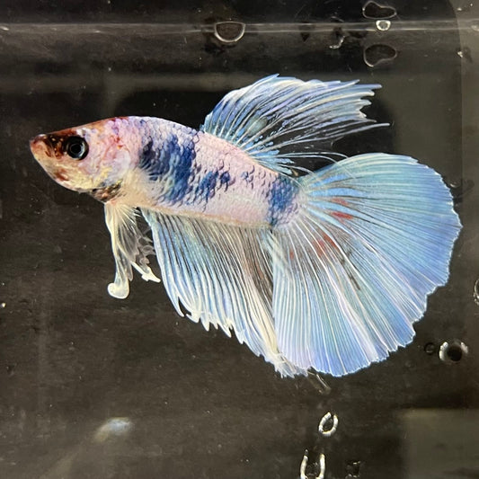 the-fish-farm Male Betta Male Betta - One Only - 20 Choose your favourite Male Betta from The Fish Farm Australia