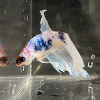 the-fish-farm Male Betta Male Betta - One Only - 20 Choose your favourite Male Betta from The Fish Farm Australia