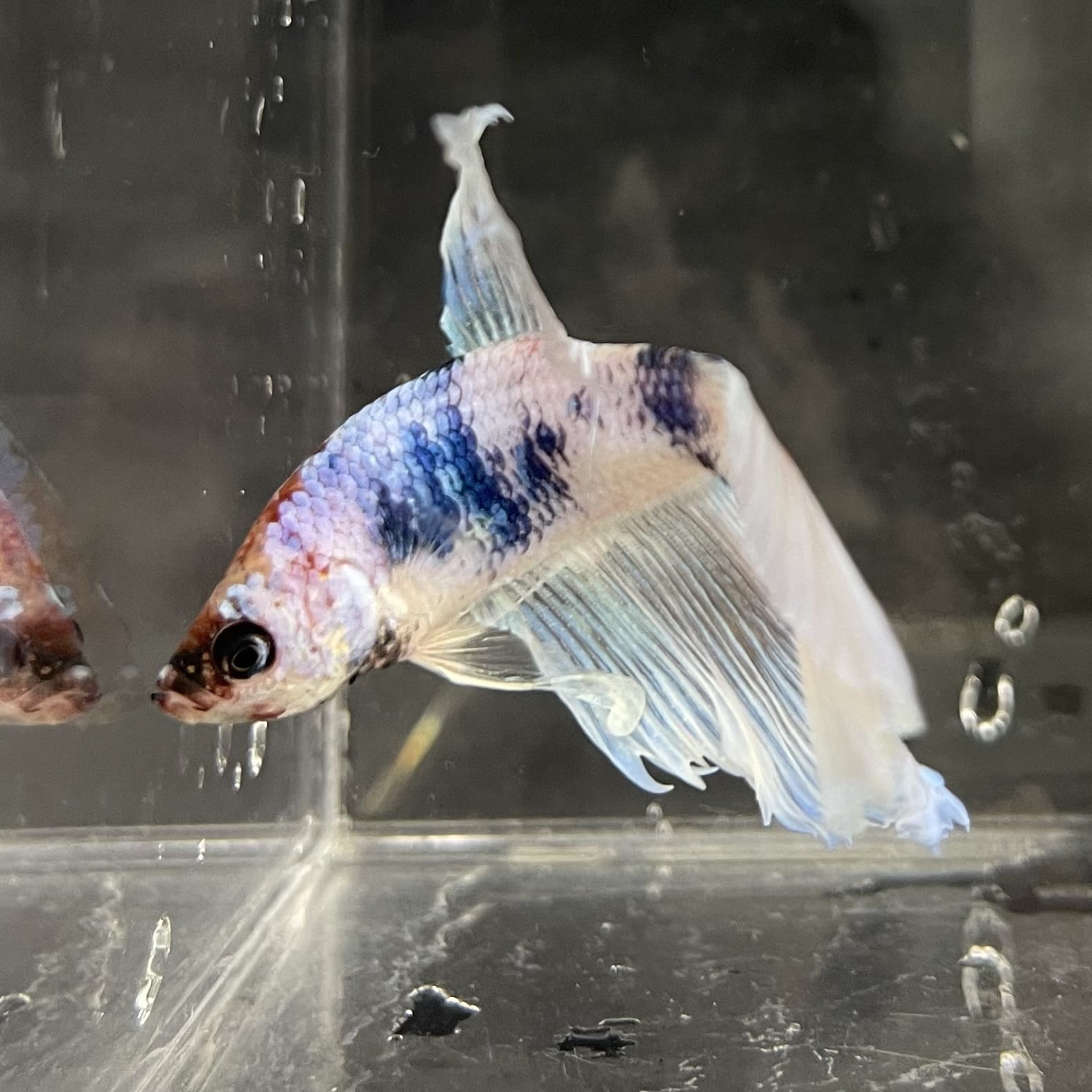 the-fish-farm Male Betta Male Betta - One Only - 20 Choose your favourite Male Betta from The Fish Farm Australia