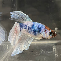 the-fish-farm Male Betta Male Betta - One Only - 20 Choose your favourite Male Betta from The Fish Farm Australia
