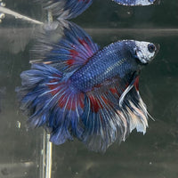 the-fish-farm Male Betta Male Betta - One Only - 20 Choose your favourite Male Betta from The Fish Farm Australia